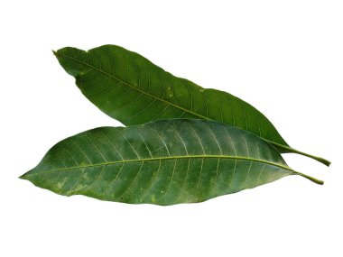 Beyaz arka planda yeşil yaprak. Yeşil yapraklı bitki. Bitkinin adı Mangifera indica veya mango. Dekorasyon için Arkaplan ya da Yaprak Arkaplanı 'nı bırakır. Güzel ve Egzotik Yaprak