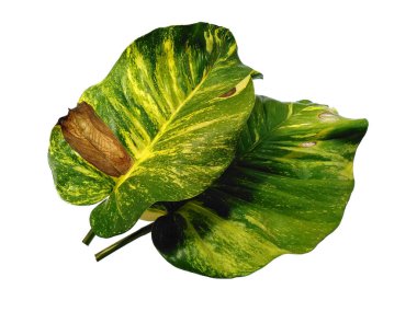 Yeşil yaprak beyaz arkaplanda izole edilmiş. Beyaz arka planda altın pothos yaprakları veya Epipremnum aureum yaprağı. Dekorasyon için Arkaplan ya da Yaprak Arkaplanı 'nı bırakır. Güzel ve Egzotik Yaprak