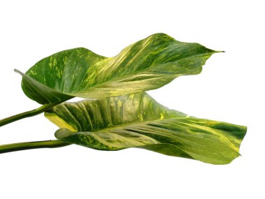 Yeşil yaprak beyaz arkaplanda izole edilmiş. Beyaz arka planda altın pothos yaprakları veya Epipremnum aureum yaprağı. Dekorasyon için Arkaplan ya da Yaprak Arkaplanı 'nı bırakır. Güzel ve Egzotik Yaprak