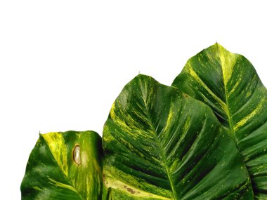 Yeşil yaprak beyaz arkaplanda izole edilmiş. Beyaz arka planda altın pothos yaprakları veya Epipremnum aureum yaprağı. Dekorasyon için Arkaplan ya da Yaprak Arkaplanı 'nı bırakır. Güzel ve Egzotik Yaprak