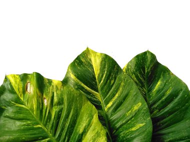 Yeşil yaprak beyaz arkaplanda izole edilmiş. Beyaz arka planda altın pothos yaprakları veya Epipremnum aureum yaprağı. Dekorasyon için Arkaplan ya da Yaprak Arkaplanı 'nı bırakır. Güzel ve Egzotik Yaprak