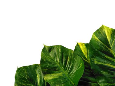Yeşil yaprak beyaz arkaplanda izole edilmiş. Beyaz arka planda altın pothos yaprakları veya Epipremnum aureum yaprağı. Dekorasyon için Arkaplan ya da Yaprak Arkaplanı 'nı bırakır. Güzel ve Egzotik Yaprak