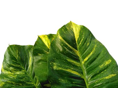 Yeşil yaprak beyaz arkaplanda izole edilmiş. Beyaz arka planda altın pothos yaprakları veya Epipremnum aureum yaprağı. Dekorasyon için Arkaplan ya da Yaprak Arkaplanı 'nı bırakır. Güzel ve Egzotik Yaprak