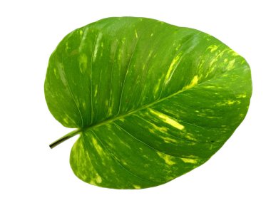 Yeşil yaprak beyaz arkaplanda izole edilmiş. Beyaz arka planda altın pothos yaprakları veya Epipremnum aureum yaprağı. Dekorasyon için Arkaplan ya da Yaprak Arkaplanı 'nı bırakır. Güzel ve Egzotik Yaprak