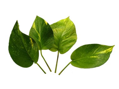 Yeşil yaprak beyaz arkaplanda izole edilmiş. Beyaz arka planda altın pothos yaprakları veya Epipremnum aureum yaprağı. Dekorasyon için Arkaplan ya da Yaprak Arkaplanı 'nı bırakır. Güzel ve Egzotik Yaprak