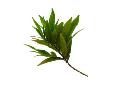 Yeşil bitki ya da yeşil ağaç beyaz arka planda izole edilmiş. Syzygium oleana yaprağı ya da syzygium oleana yaprakları beyaz arkaplanda. Dekorasyon için Arkaplan ya da Yaprak Arkaplanı 'nı bırakır. Güzel ve Egzotik Yaprak