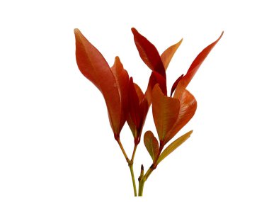 Yeşil bitki ya da yeşil ağaç beyaz arka planda izole edilmiş. Syzygium oleana yaprağı ya da syzygium oleana yaprakları beyaz arkaplanda. Dekorasyon için Arkaplan ya da Yaprak Arkaplanı 'nı bırakır. Güzel ve Egzotik Yaprak