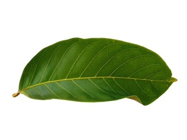 Yeşil yaprak beyaz arkaplanda izole edilmiş. Beyaz arka planda Nephelyum Lappaceum yaprakları veya rambutan yaprağı. Dekorasyon için Arkaplan ya da Yaprak Arkaplanı 'nı bırakır. Güzel ve Egzotik Yaprak
