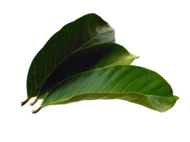 Yeşil yaprak beyaz arkaplanda izole edilmiş. Beyaz arka planda Nephelyum Lappaceum yaprakları veya rambutan yaprağı. Dekorasyon için Arkaplan ya da Yaprak Arkaplanı 'nı bırakır. Güzel ve Egzotik Yaprak