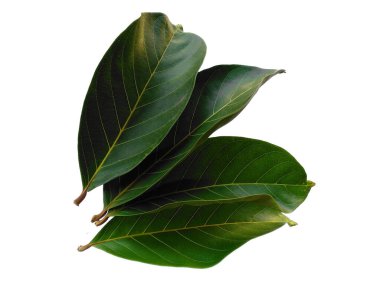 Yeşil yaprak beyaz arkaplanda izole edilmiş. Beyaz arka planda Nephelyum Lappaceum yaprakları veya rambutan yaprağı. Dekorasyon için Arkaplan ya da Yaprak Arkaplanı 'nı bırakır. Güzel ve Egzotik Yaprak