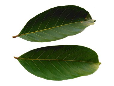 Yeşil yaprak beyaz arkaplanda izole edilmiş. Beyaz arka planda Nephelyum Lappaceum yaprakları veya rambutan yaprağı. Dekorasyon için Arkaplan ya da Yaprak Arkaplanı 'nı bırakır. Güzel ve Egzotik Yaprak