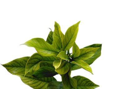 Kacapiring ya da Gardenia augusta Cape Jasmine olarak da bilinir. Beyaz arka planda izole edilmiş yapraklar. Beyaz arka planı olan bir yaprak. Dekorasyon için Arkaplan ya da Yaprak Arkaplanı 'nı bırakır. Güzel ve Egzotik Yaprak