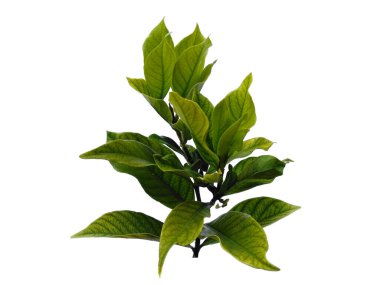 Kacapiring ya da Gardenia augusta Cape Jasmine olarak da bilinir. Beyaz arka planda izole edilmiş yapraklar. Beyaz arka planı olan bir yaprak. Dekorasyon için Arkaplan ya da Yaprak Arkaplanı 'nı bırakır. Güzel ve Egzotik Yaprak