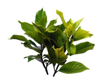 Kacapiring ya da Gardenia augusta Cape Jasmine olarak da bilinir. Beyaz arka planda izole edilmiş yapraklar. Beyaz arka planı olan bir yaprak. Dekorasyon için Arkaplan ya da Yaprak Arkaplanı 'nı bırakır. Güzel ve Egzotik Yaprak
