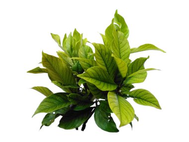 Kacapiring ya da Gardenia augusta Cape Jasmine olarak da bilinir. Beyaz arka planda izole edilmiş yapraklar. Beyaz arka planı olan bir yaprak. Dekorasyon için Arkaplan ya da Yaprak Arkaplanı 'nı bırakır. Güzel ve Egzotik Yaprak