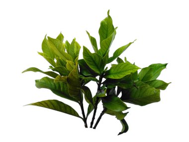Kacapiring ya da Gardenia augusta Cape Jasmine olarak da bilinir. Beyaz arka planda izole edilmiş yapraklar. Beyaz arka planı olan bir yaprak. Dekorasyon için Arkaplan ya da Yaprak Arkaplanı 'nı bırakır. Güzel ve Egzotik Yaprak