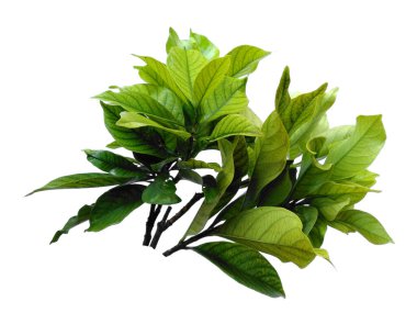 Kacapiring ya da Gardenia augusta Cape Jasmine olarak da bilinir. Beyaz arka planda izole edilmiş yapraklar. Beyaz arka planı olan bir yaprak. Dekorasyon için Arkaplan ya da Yaprak Arkaplanı 'nı bırakır. Güzel ve Egzotik Yaprak