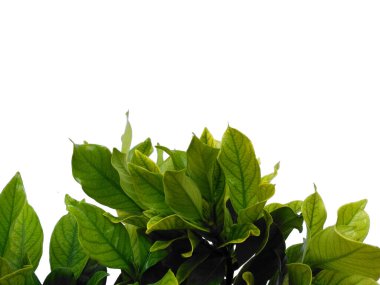 Kacapiring ya da Gardenia augusta Cape Jasmine olarak da bilinir. Beyaz arka planda izole edilmiş yapraklar. Beyaz arka planı olan bir yaprak. Dekorasyon için Arkaplan ya da Yaprak Arkaplanı 'nı bırakır. Güzel ve Egzotik Yaprak