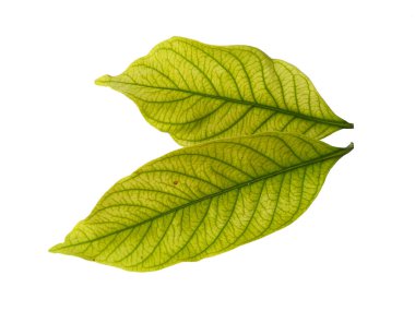 Kacapiring ya da Gardenia augusta Cape Jasmine olarak da bilinir. Beyaz arka planda izole edilmiş yapraklar. Beyaz arka planı olan bir yaprak. Dekorasyon için Arkaplan ya da Yaprak Arkaplanı 'nı bırakır. Güzel ve Egzotik Yaprak