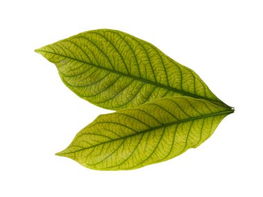 Kacapiring ya da Gardenia augusta Cape Jasmine olarak da bilinir. Beyaz arka planda izole edilmiş yapraklar. Beyaz arka planı olan bir yaprak. Dekorasyon için Arkaplan ya da Yaprak Arkaplanı 'nı bırakır. Güzel ve Egzotik Yaprak