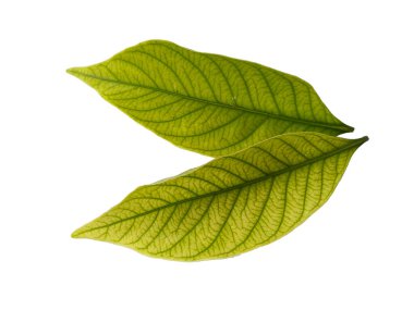 Kacapiring ya da Gardenia augusta Cape Jasmine olarak da bilinir. Beyaz arka planda izole edilmiş yapraklar. Beyaz arka planı olan bir yaprak. Dekorasyon için Arkaplan ya da Yaprak Arkaplanı 'nı bırakır. Güzel ve Egzotik Yaprak