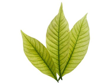 Kacapiring ya da Gardenia augusta Cape Jasmine olarak da bilinir. Beyaz arka planda izole edilmiş yapraklar. Beyaz arka planı olan bir yaprak. Dekorasyon için Arkaplan ya da Yaprak Arkaplanı 'nı bırakır. Güzel ve Egzotik Yaprak