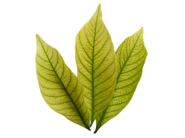 Kacapiring ya da Gardenia augusta Cape Jasmine olarak da bilinir. Beyaz arka planda izole edilmiş yapraklar. Beyaz arka planı olan bir yaprak. Dekorasyon için Arkaplan ya da Yaprak Arkaplanı 'nı bırakır. Güzel ve Egzotik Yaprak