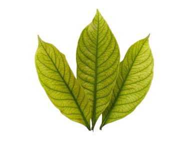 Kacapiring ya da Gardenia augusta Cape Jasmine olarak da bilinir. Beyaz arka planda izole edilmiş yapraklar. Beyaz arka planı olan bir yaprak. Dekorasyon için Arkaplan ya da Yaprak Arkaplanı 'nı bırakır. Güzel ve Egzotik Yaprak