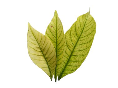 Kacapiring ya da Gardenia augusta Cape Jasmine olarak da bilinir. Beyaz arka planda izole edilmiş yapraklar. Beyaz arka planı olan bir yaprak. Dekorasyon için Arkaplan ya da Yaprak Arkaplanı 'nı bırakır. Güzel ve Egzotik Yaprak
