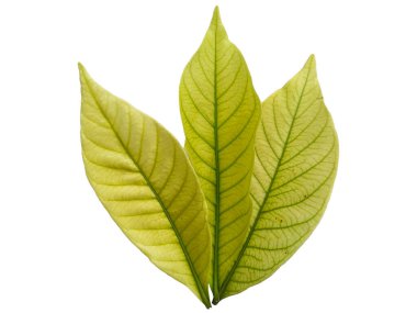 Kacapiring ya da Gardenia augusta Cape Jasmine olarak da bilinir. Beyaz arka planda izole edilmiş yapraklar. Beyaz arka planı olan bir yaprak. Dekorasyon için Arkaplan ya da Yaprak Arkaplanı 'nı bırakır. Güzel ve Egzotik Yaprak
