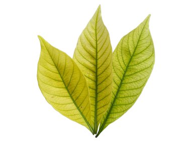 Kacapiring ya da Gardenia augusta Cape Jasmine olarak da bilinir. Beyaz arka planda izole edilmiş yapraklar. Beyaz arka planı olan bir yaprak. Dekorasyon için Arkaplan ya da Yaprak Arkaplanı 'nı bırakır. Güzel ve Egzotik Yaprak