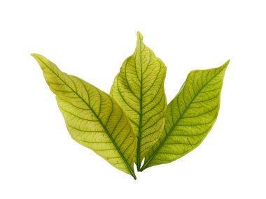 Kacapiring ya da Gardenia augusta Cape Jasmine olarak da bilinir. Beyaz arka planda izole edilmiş yapraklar. Beyaz arka planı olan bir yaprak. Dekorasyon için Arkaplan ya da Yaprak Arkaplanı 'nı bırakır. Güzel ve Egzotik Yaprak