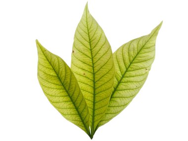 Kacapiring ya da Gardenia augusta Cape Jasmine olarak da bilinir. Beyaz arka planda izole edilmiş yapraklar. Beyaz arka planı olan bir yaprak. Dekorasyon için Arkaplan ya da Yaprak Arkaplanı 'nı bırakır. Güzel ve Egzotik Yaprak