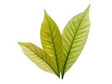 Kacapiring ya da Gardenia augusta Cape Jasmine olarak da bilinir. Beyaz arka planda izole edilmiş yapraklar. Beyaz arka planı olan bir yaprak. Dekorasyon için Arkaplan ya da Yaprak Arkaplanı 'nı bırakır. Güzel ve Egzotik Yaprak