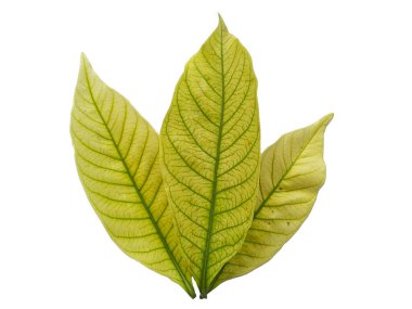 Kacapiring ya da Gardenia augusta Cape Jasmine olarak da bilinir. Beyaz arka planda izole edilmiş yapraklar. Beyaz arka planı olan bir yaprak. Dekorasyon için Arkaplan ya da Yaprak Arkaplanı 'nı bırakır. Güzel ve Egzotik Yaprak