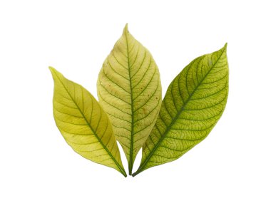 Kacapiring ya da Gardenia augusta Cape Jasmine olarak da bilinir. Beyaz arka planda izole edilmiş yapraklar. Beyaz arka planı olan bir yaprak. Dekorasyon için Arkaplan ya da Yaprak Arkaplanı 'nı bırakır. Güzel ve Egzotik Yaprak