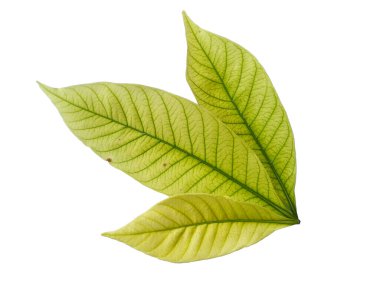 Kacapiring ya da Gardenia augusta Cape Jasmine olarak da bilinir. Beyaz arka planda izole edilmiş yapraklar. Beyaz arka planı olan bir yaprak. Dekorasyon için Arkaplan ya da Yaprak Arkaplanı 'nı bırakır. Güzel ve Egzotik Yaprak