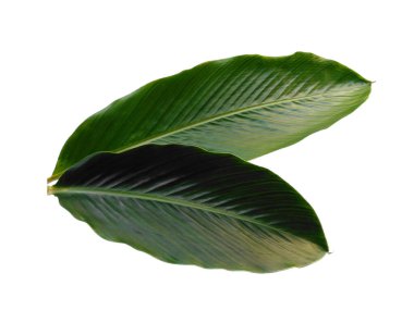 Yeşil yaprak beyaz arkaplanda izole edilmiş. Kırmızı Ginger yaprakları ya da beyaz arka planda Alpinia purpurata yaprakları. Dekorasyon için Arkaplan ya da Yaprak Arkaplanı 'nı bırakır. Güzel ve Egzotik Yaprak