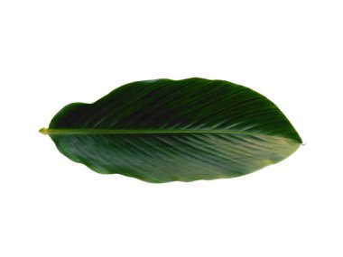 Yeşil yaprak beyaz arkaplanda izole edilmiş. Kırmızı Ginger yaprakları ya da beyaz arka planda Alpinia purpurata yaprakları. Dekorasyon için Arkaplan ya da Yaprak Arkaplanı 'nı bırakır. Güzel ve Egzotik Yaprak