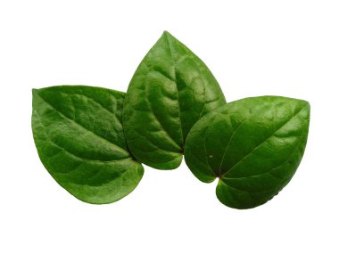 Yeşil yapraklı arka plan. Kalp şeklinde yeşil yapraklar. Beyaz arkaplanda yeşil betel yaprağı var. Dekorasyon için Arkaplan ya da Yaprak Arkaplanı 'nı bırakır. Güzel ve Egzotik Yaprak