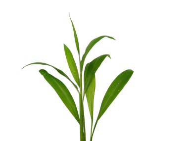 Beyaz arka plandaki ağaç. Beyaz arka planda yeşil yapraklar var. Dekorasyon için Arkaplan ya da Yaprak Arkaplanı 'nı bırakır. Güzel ve Egzotik Yaprak