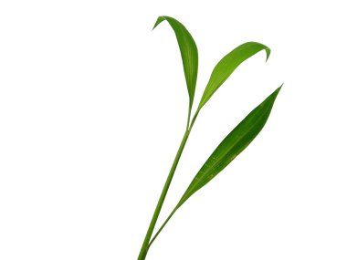 Beyaz arka plandaki ağaç. Beyaz arka planda yeşil yapraklar var. Dekorasyon için Arkaplan ya da Yaprak Arkaplanı 'nı bırakır. Güzel ve Egzotik Yaprak