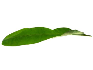 Beyaz arka planda muz yaprağı. Yeşil yapraklı muz ağacı. Bitkinin adı Musaceae. Dekorasyon için Arkaplan ya da Yaprak Arkaplanı 'nı bırakır. Güzel ve Egzotik Yaprak