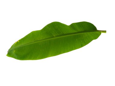 Beyaz arka planda muz yaprağı. Yeşil yapraklı muz ağacı. Bitkinin adı Musaceae. Dekorasyon için Arkaplan ya da Yaprak Arkaplanı 'nı bırakır. Güzel ve Egzotik Yaprak