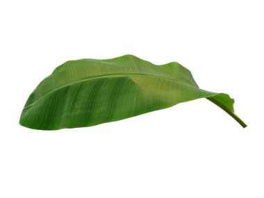Banana leaf on white background. Banana tree with green leaves. The name of the plant is Musaceae. Leaves Background or Leaf Background for Decoration. Beautiful and Exotic Leaf clipart