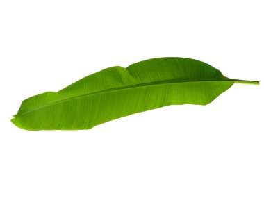 Beyaz arka planda muz yaprağı. Yeşil yapraklı muz ağacı. Bitkinin adı Musaceae. Dekorasyon için Arkaplan ya da Yaprak Arkaplanı 'nı bırakır. Güzel ve Egzotik Yaprak