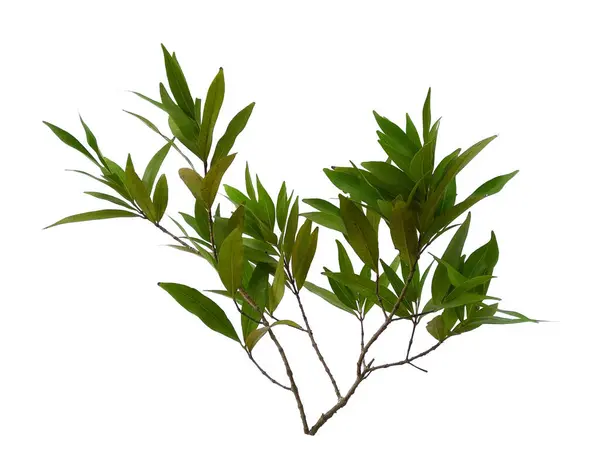 Green Plant Green Tree Isolated White Background Syzygium Oleana Leaf — Stock Photo, Image