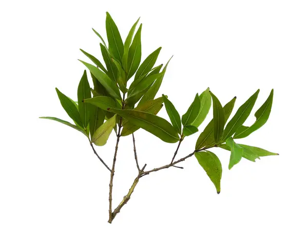 Green Plant Green Tree Isolated White Background Syzygium Oleana Leaf — Stock Photo, Image