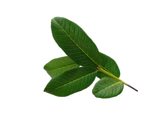 Beyaz arka planda yeşil yaprak. Yeşil yapraklı guava ağacı. Bitkinin adı Psidium guajava. Dekorasyon için Arkaplan ya da Yaprak Arkaplanı 'nı bırakır. Güzel ve Egzotik Yaprak