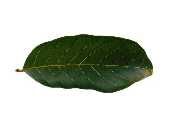 Green Leaf Isolated White Background Nephelium Lappaceum Leaves Rambutan Leaf — Stock Photo, Image